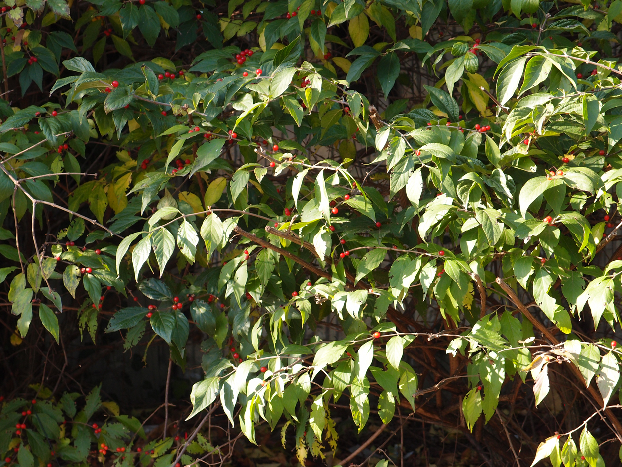 2019-10-14 Spatzen am Heckmannufer (Fieldrecording Video)